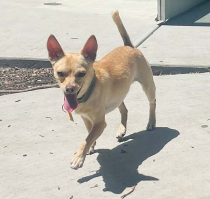 Photo of Rico