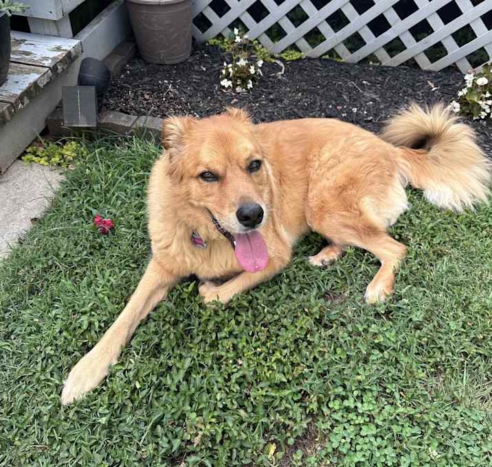 Photo of Stella