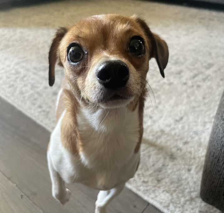 Photo of Dottie