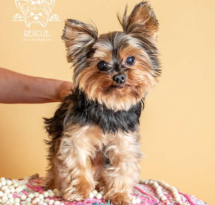 Photo of Lily