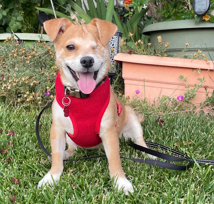 Photo of Harley