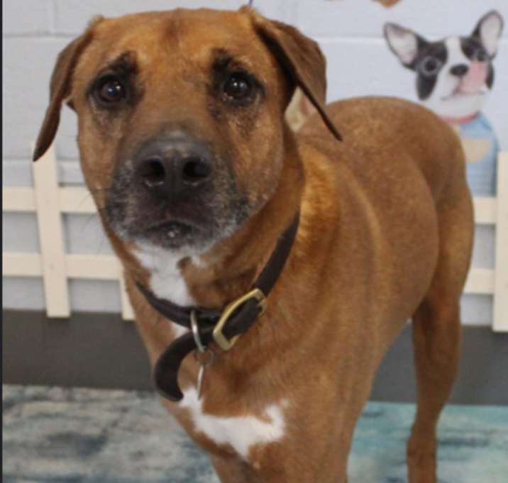 Photo of Sox URGENT HELP!