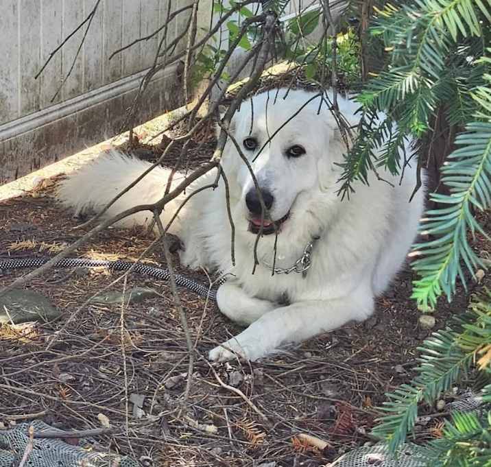 Photo of Bella