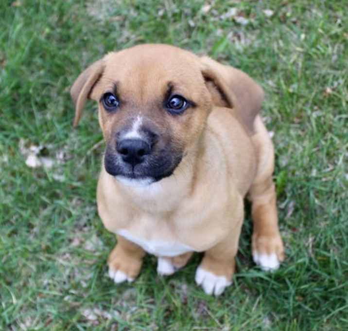Photo of Brutus