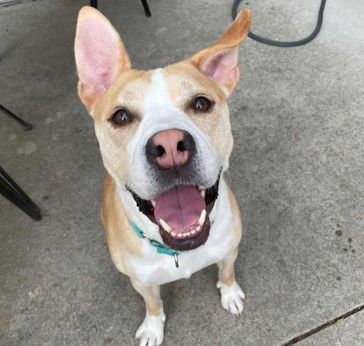 Photo of Roscoe