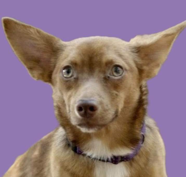 Photo of Salsa