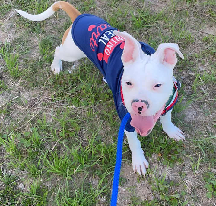 Photo of Toby