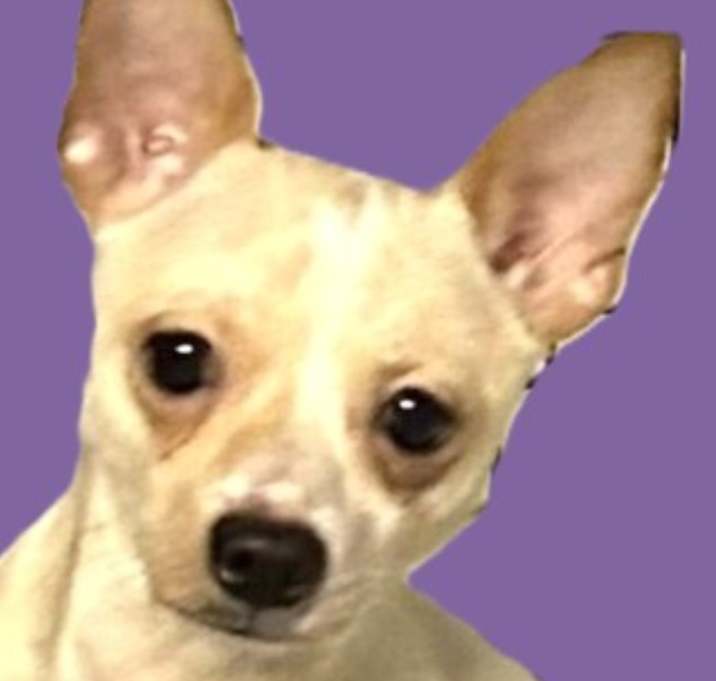 Photo of Pancho