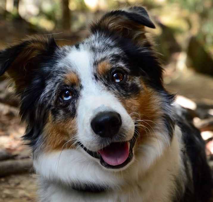 Photo of Gracie