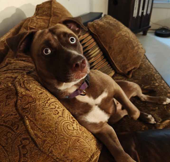 Photo of Bailey