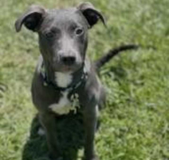 Photo of Stella Wags