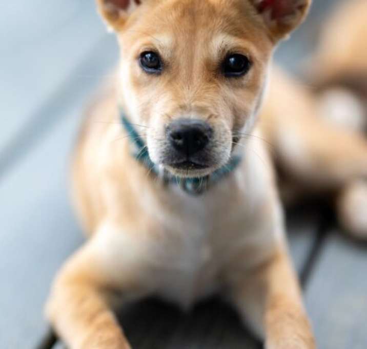 Photo of Pixie