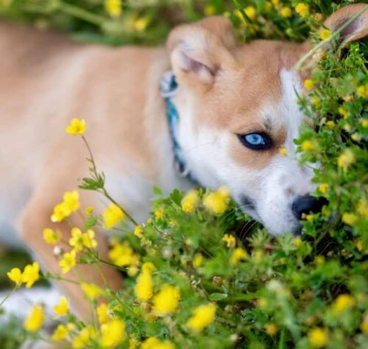 Photo of Puck