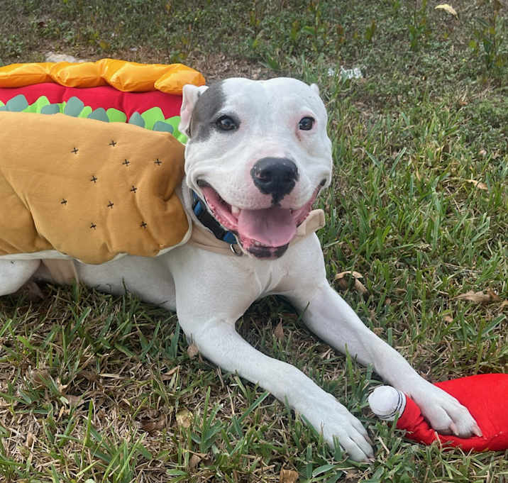 Photo of Louie