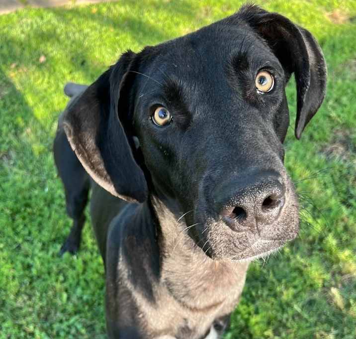 Photo of Baloo the Beauty