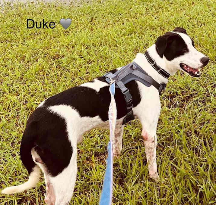 Photo of Duke