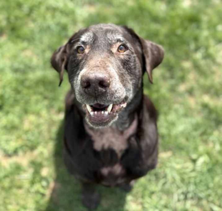 Photo of Bear