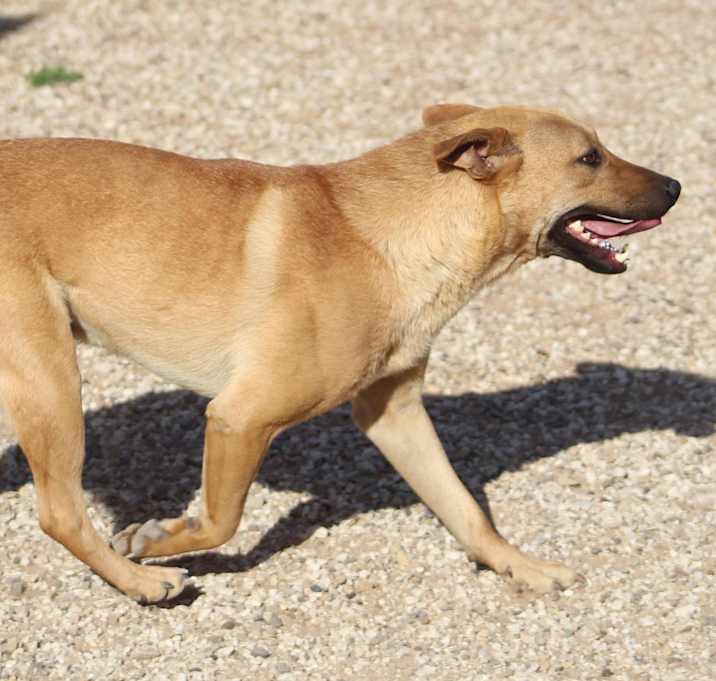 Photo of Peanut