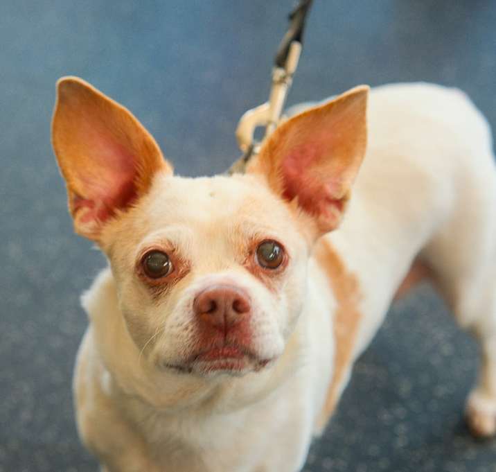 Photo of Gidget