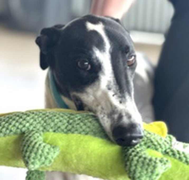 Photo of Spots