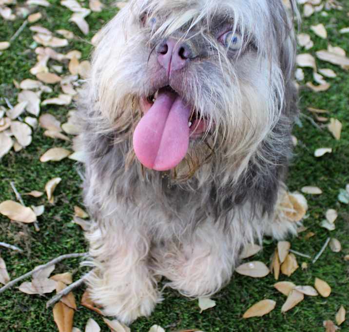 Photo of Zeke- Floodle