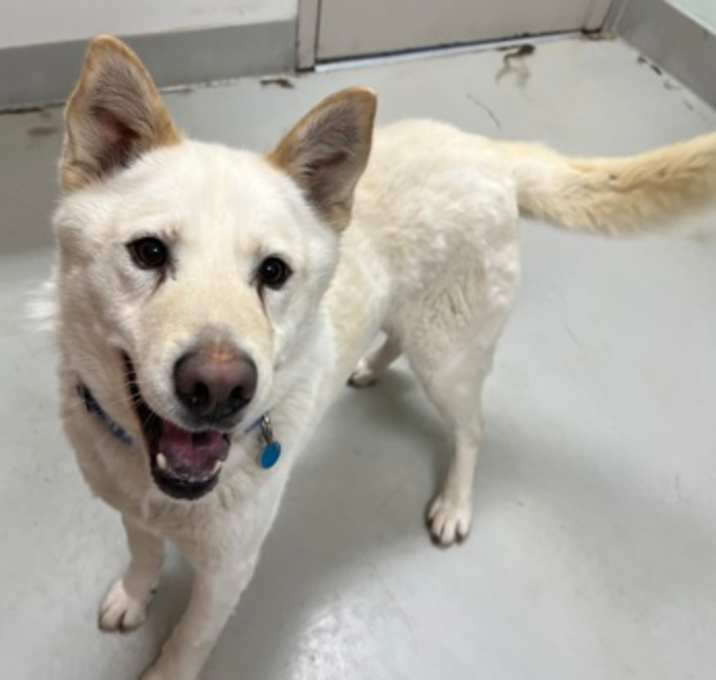 Photo of Romeo