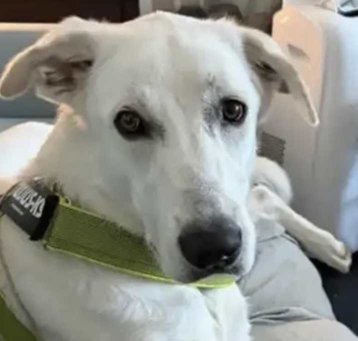 Photo of Lucky