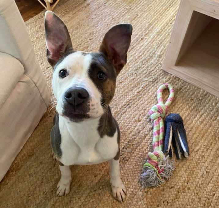 Photo of Goose