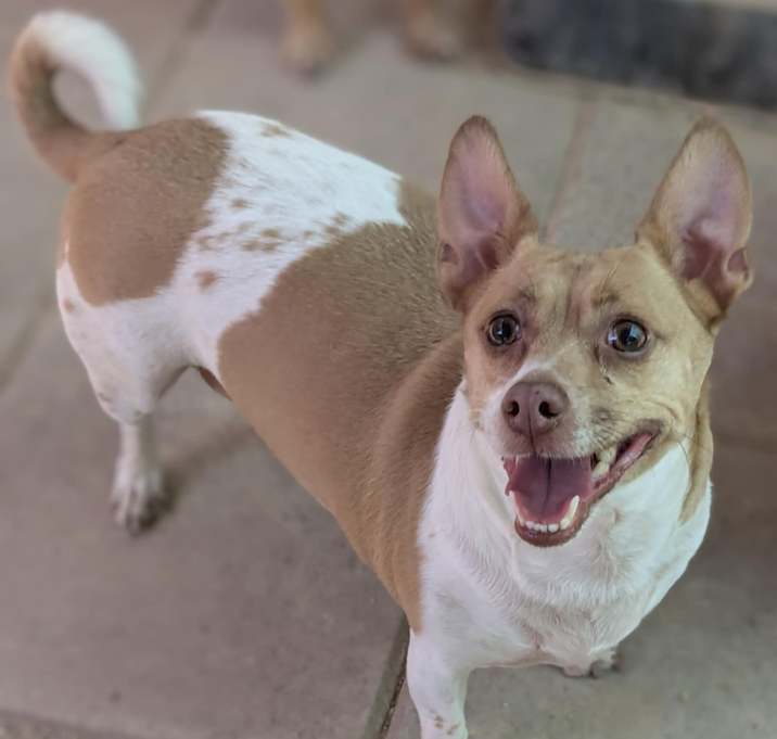 Photo of Ruby