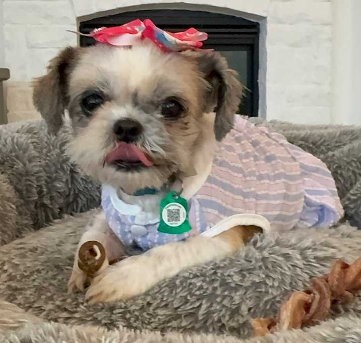Photo of Shelby (Dallas)