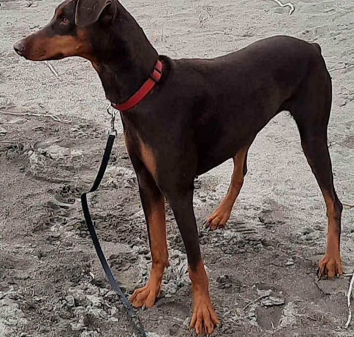 Photo of Tikka