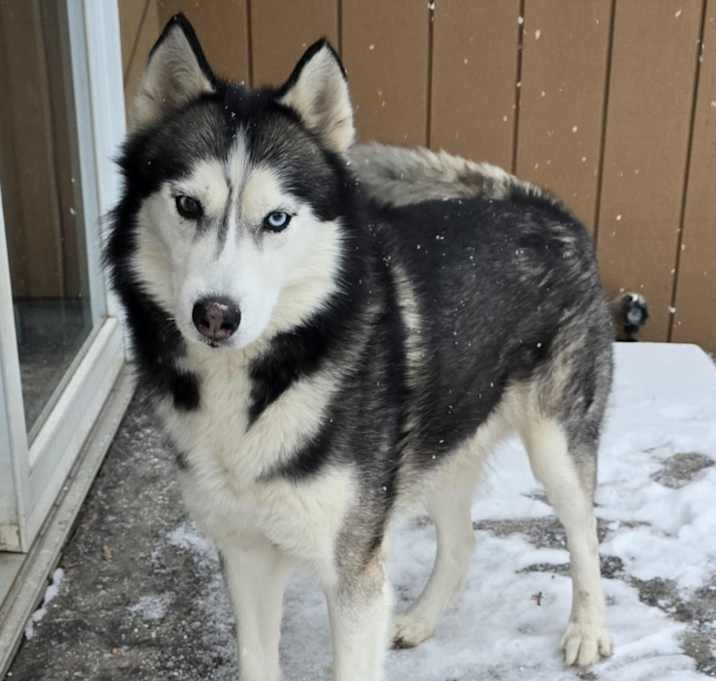 Photo of Odin