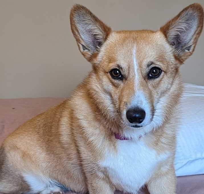 Photo of Izzy