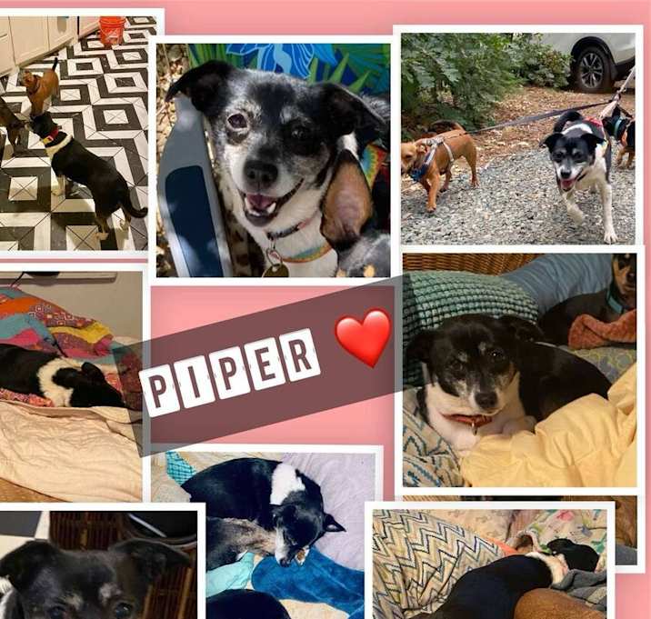 Photo of Piper