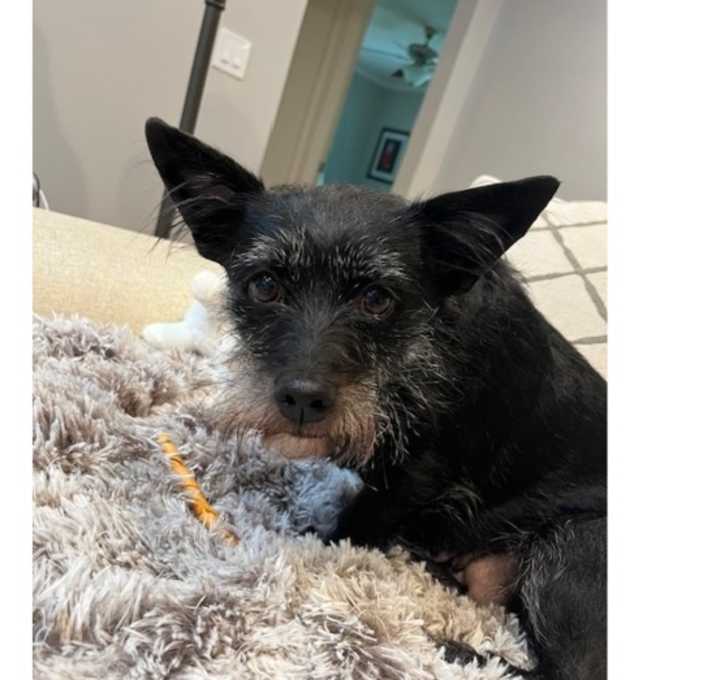 Photo of Rosie (CP)
