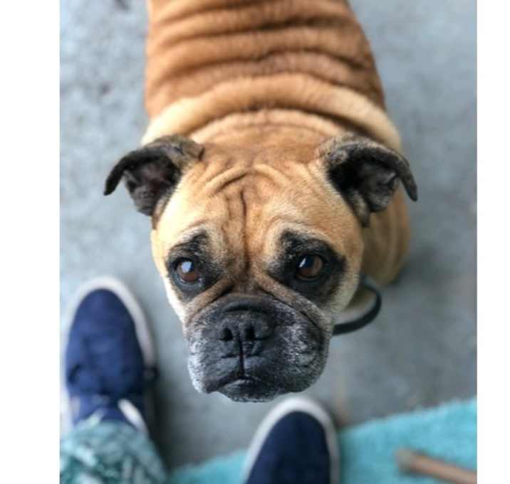 Photo of Cookie