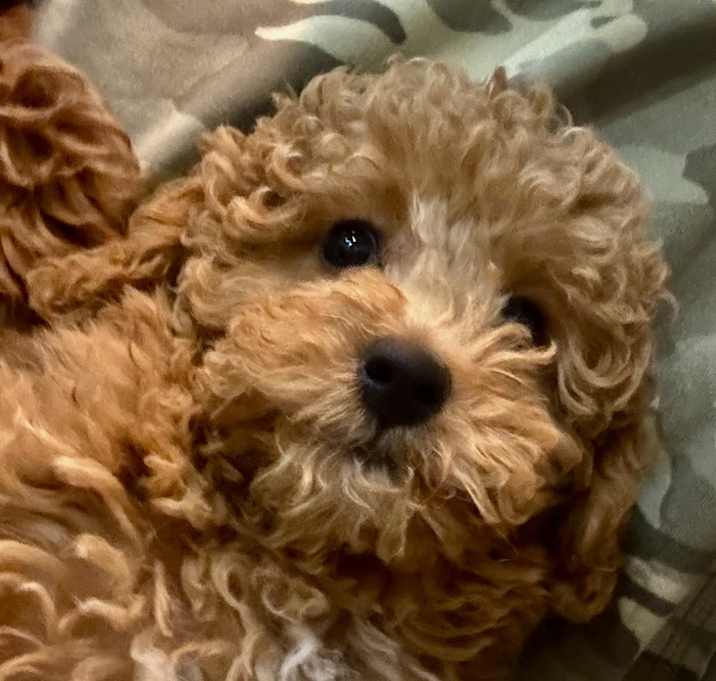 Photo of ADOPTION PENDING Teeter
