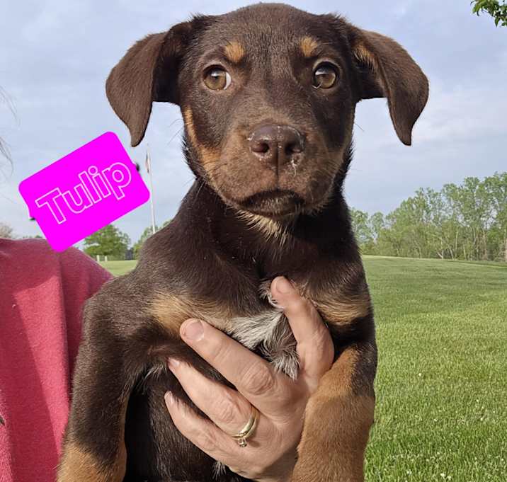 Photo of Tulip