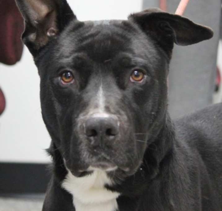 Photo of Roscoe