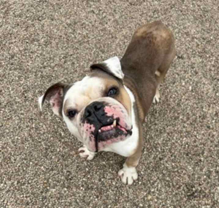 Photo of Rocky