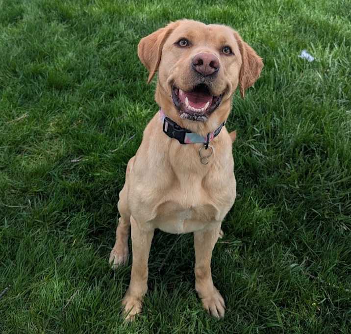 Photo of Olive