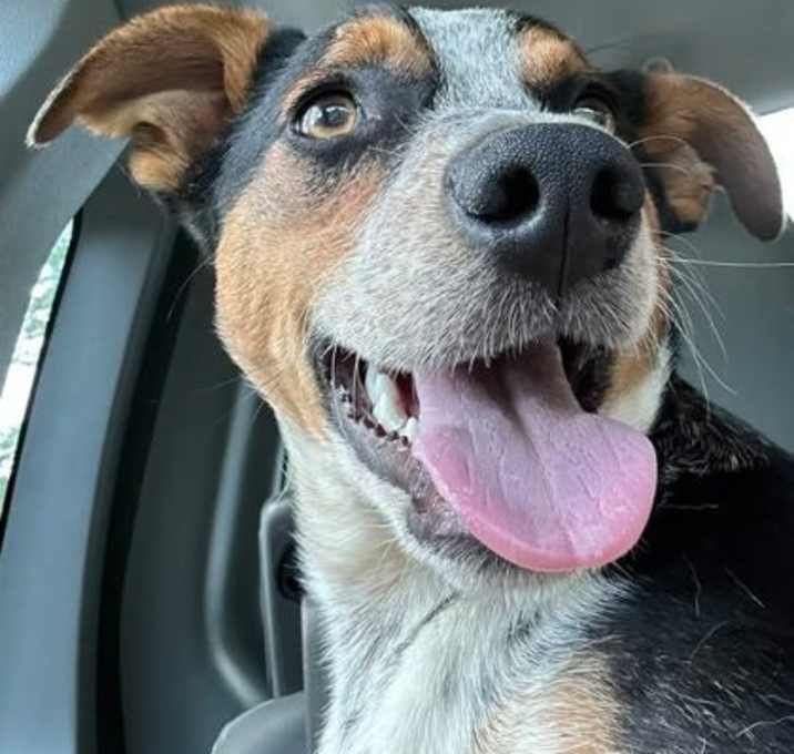 Photo of Rocco