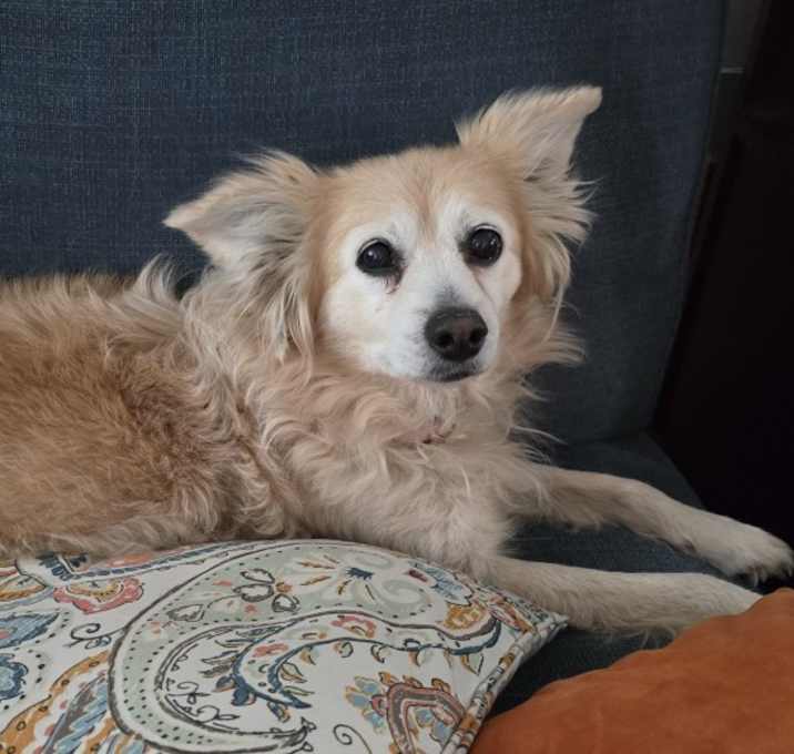 Photo of Pupparoo