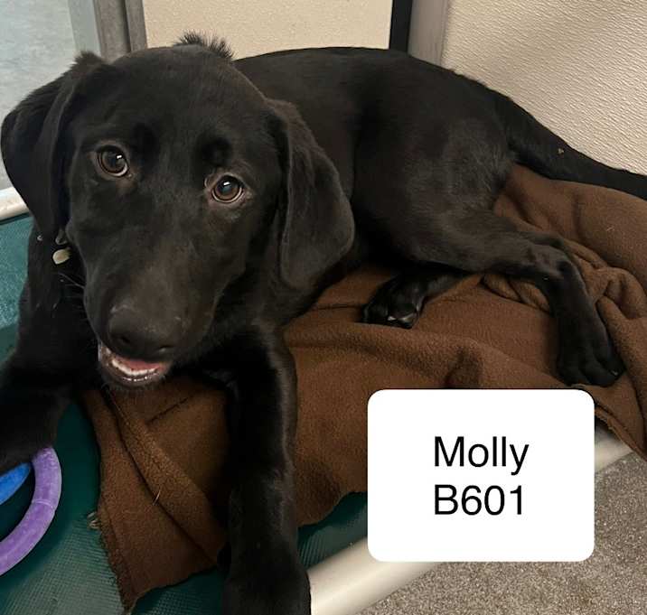 Photo of Molly B601