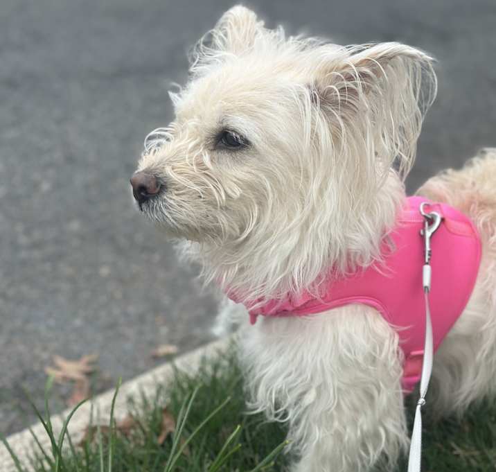 Photo of Lily