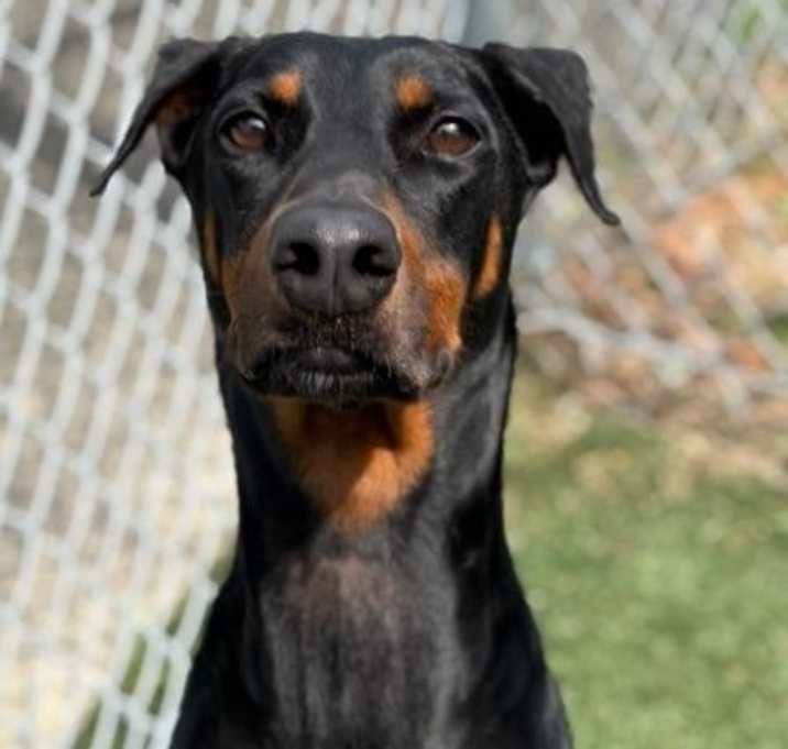 Photo of Tiki