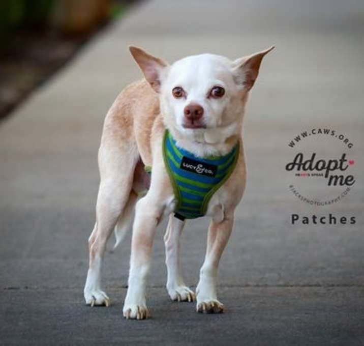 Photo of Patches