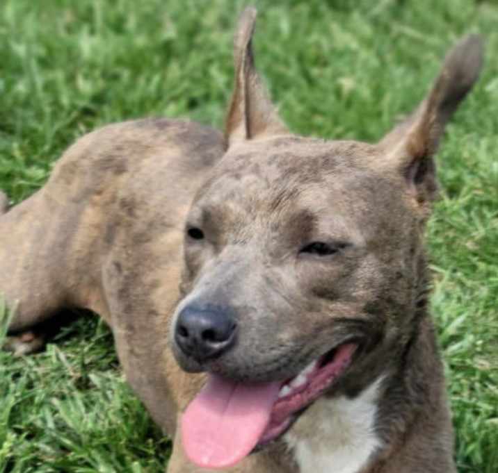 Photo of Snickers
