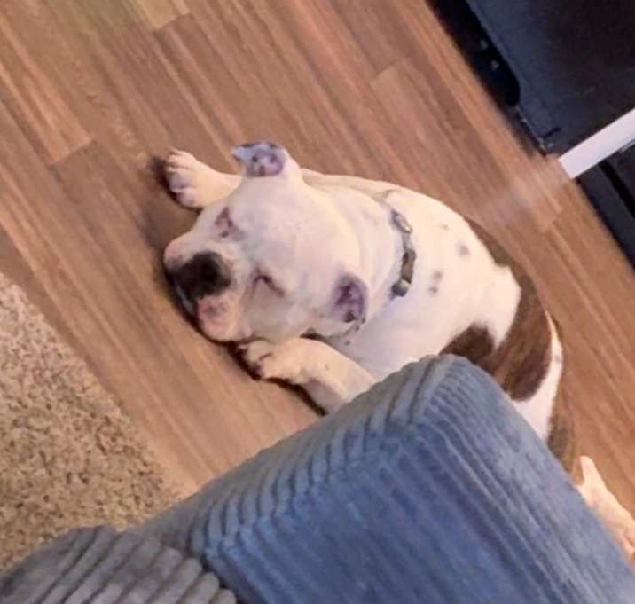 Photo of Shiloh