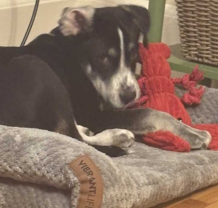 Photo of Apollo